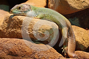 Skink animals lizards photo