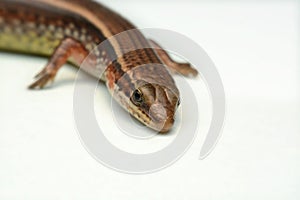 Skink close-up, skink macro image on a white background photo