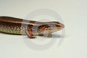 Skink close-up, skink macro image on a white background photo