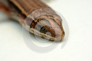 Skink close-up, skink macro image on a white background