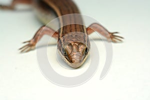 Skink close-up, skink macro image on a white background