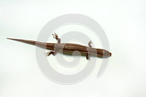 Skink close-up, skink macro image on a white background