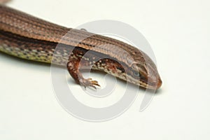 Skink close-up, skink macro image on a white background