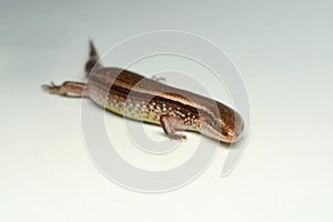 Skink close-up, skink macro image on a white background