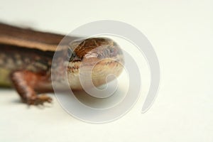 Skink close-up, skink macro image on a white background