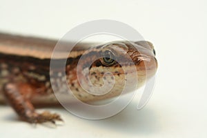 Skink close-up, skink macro image on a white background