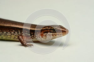 Skink close-up, skink macro image on a white background