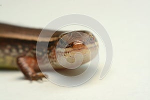 Skink close-up, skink macro image on a white background