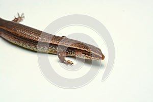 Skink close-up, skink macro image on a white background