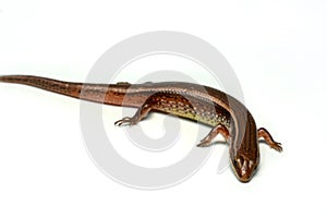 Skink close-up, skink macro image on a white background photo