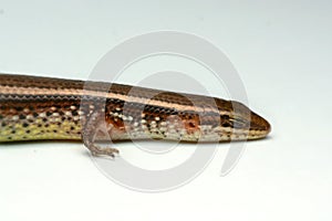 Skink close-up, skink macro image on a white background photo