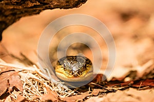 Skink close up at Wildlife Sydney