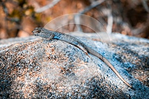 Skink closeup portrait.