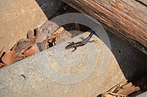 Skink (Gen; Plestiodon)