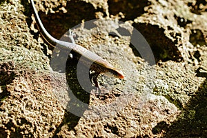 Skink on the ground is a reptile