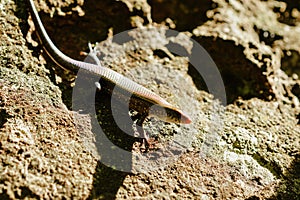 Skink on the ground is a reptile