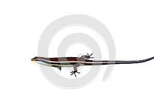 Skink lizard family scincidae four legs animal.