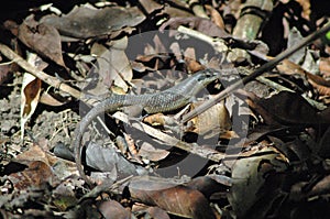 Skink Lizard, Pulau Tiga Island, Sabah, Borneo, Malaysia