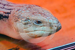 Skink lizard Scincidae. Head close-up. Skinks are popular lizards for keeping in a home terrarium with an unusual long