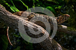 Skink in the nature habitat, wildlife.  Cunningham`s spiny-tailed skink or Cunningham`s skink, Egernia cunninghami, large skink,