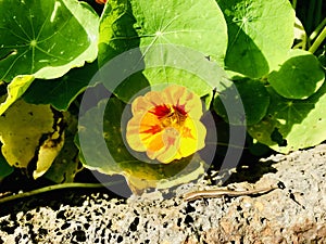 A Skink near the nasturtium. photo