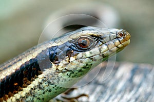 Skink Scincidae,close up Skink ,Reptile.