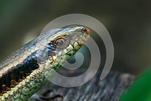 Skink Scincidae,close up Skink ,Reptile.