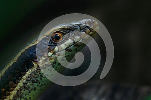 Skink Scincidae,close up Skink ,Reptile.