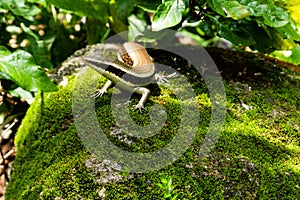 Skink Scincidae lizard with green background