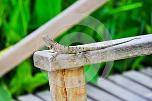 Skink on the wood. Animal wildlife