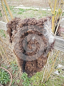 Skinned sun bear fur drying on the outdoor fence.