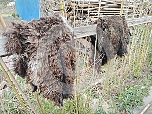 Skinned sun bear fur drying on the outdoor fence.