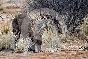 skinny aardvark feeding on ants