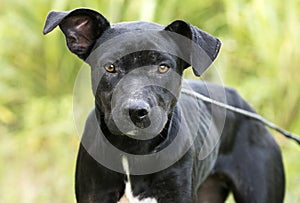 Skinny black Lab Pitbull mix breed dog adoption photograph