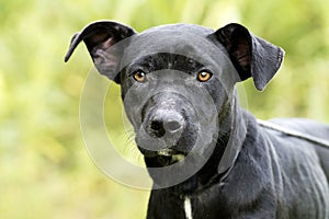 Skinny black Lab Pitbull mix breed dog adoption photograph