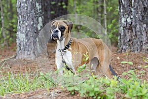 Skinny Boxer dog animal cruelty case