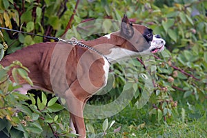 Skinny brown with white german boxer dog on green