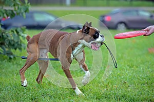 Skinny brown with white german boxer dog on green