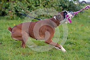 Skinny brown with white german boxer dog pulls a rope