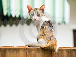 Skinny cat sit on a brick wall.