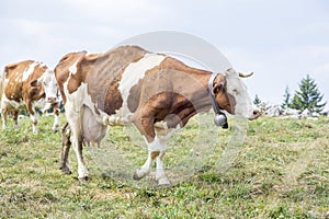 Skinny cow covered by flies walking on a pasture