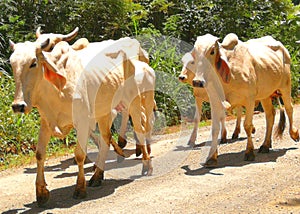 Skinny cows, climatic change photo
