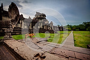 Skinny dog stands on the steps of Angkor Wat