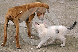 Skinny Dog and White Cat