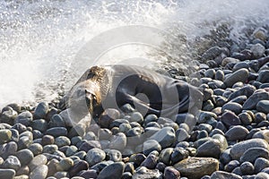 Skinny dying South American sea lion get out on rocks coast in Lima due to El Nino