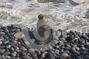 Skinny dying South American sea lion get out on rocks coast in Lima due to El Nino