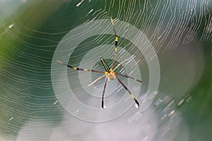 Skinny garden spider