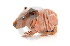 Skinny guinea pig