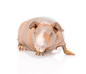 Skinny guinea pig in front. isolated on white background