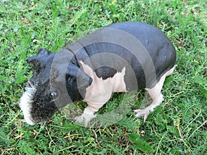 Skinny guinea pig in the grass